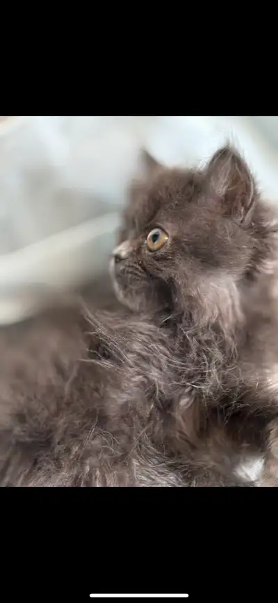 Male Persian Kitten, View more