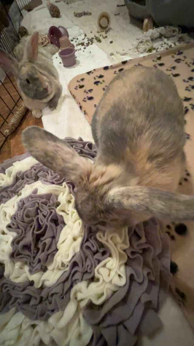 Rabbits - Free to good home  in Small Animals for Rehoming in Chatham-Kent - Image 2
