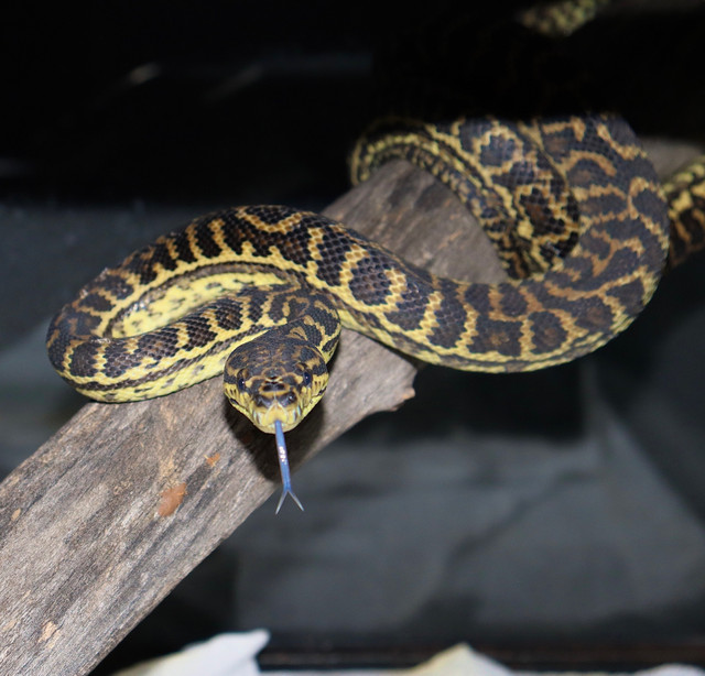 Jungle Carpet Pythons! in Reptiles & Amphibians for Rehoming in Edmonton