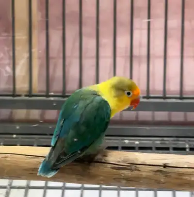 Lovebirds rare colors Possible female 1yr 8 mos