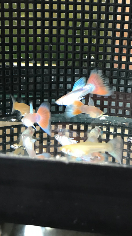 Three Young Pairs of Red and Blue Guppies for Sale in Fish for Rehoming in Oshawa / Durham Region - Image 2