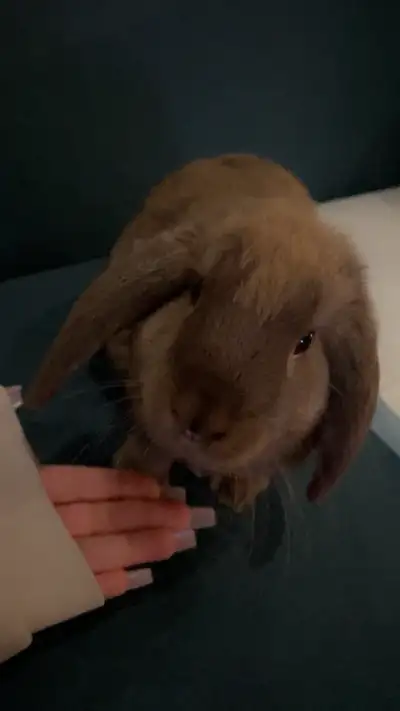 2 Holland lop bunnies, View more