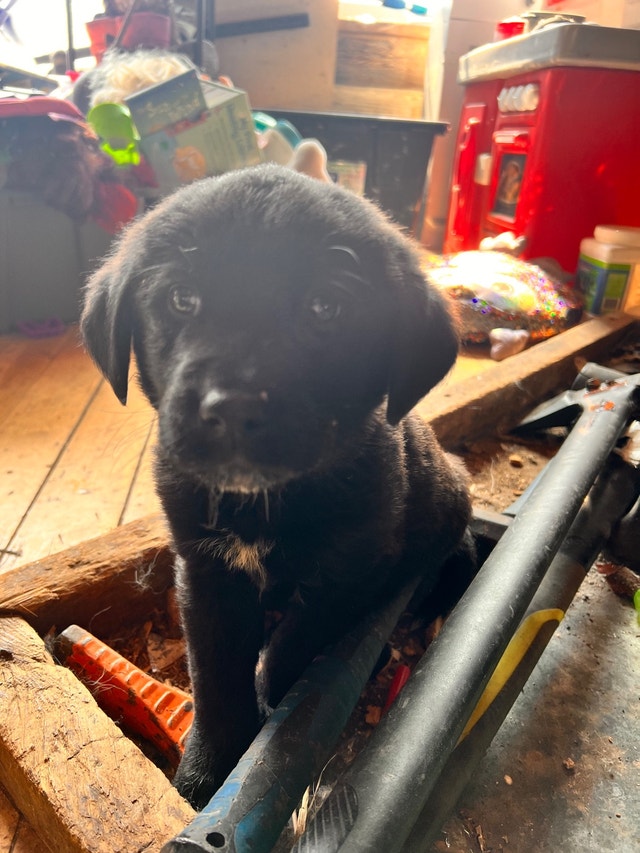 Lab cross Pups ready to go. Raised with kids! Dogs & Puppies for