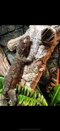 Mainland Male Chahoua Gecko