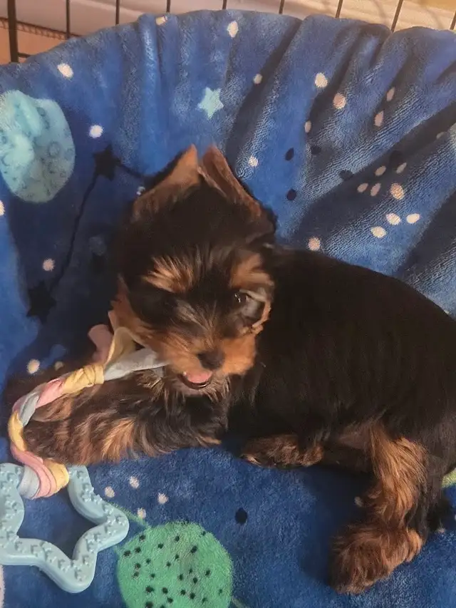 CKC Registered Yorkshire terrier puppies in Dogs & Puppies for Rehoming in City of Toronto - Image 4