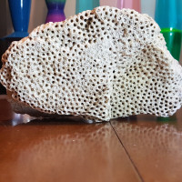 Vintage Large White Sea Coral Fossil 3.4 Pounds