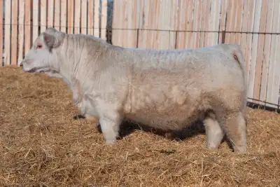 Charolais Bulls, View more