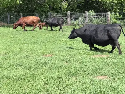 1 black simmental angus cross heifer to calf in mid july 1 big black cow to calf in next couple week...