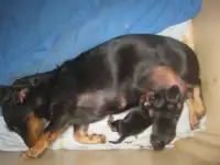 Dachshund Babies Have Arrived