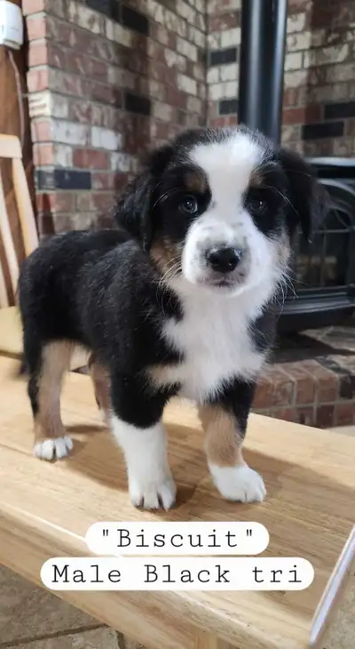 Mini Australian Shepherd Puppies, View more