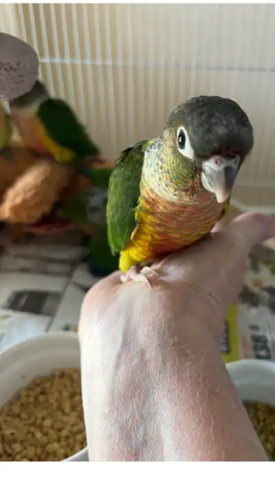 conure joue verte Yellowside vendu, View more
