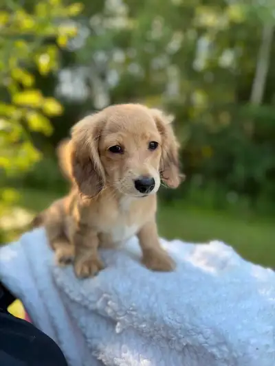English Cream Mini Dachshund, Long Hair, Ready to Go, View more
