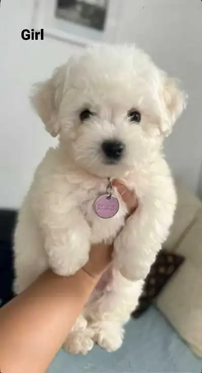 The best quality adorable Purebred Bichons Frise puppies available to rehome now. One male and one f...