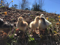 Starter flock of green/blue/brown egg Chicks