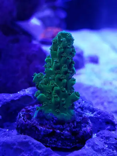 Bali green Slimer acropora, View more