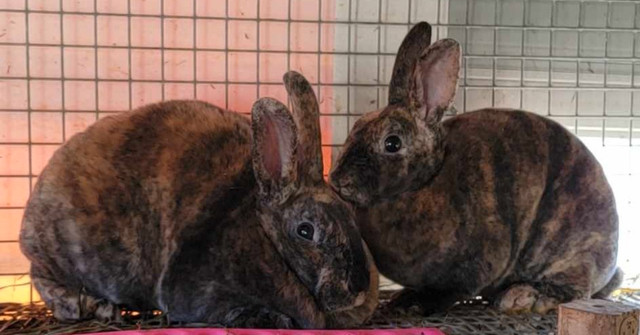 EXTRAORDINARY MINI REX BABY BUNNY RABBITS in Small Animals for Rehoming in City of Toronto - Image 2