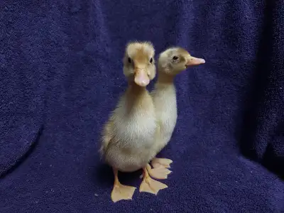 2 Runner ducklings, View more