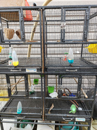 Partotlets, Finches, lovebird  Bird cage