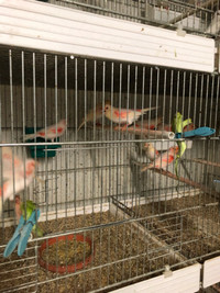 CANARIES FOR SALE 