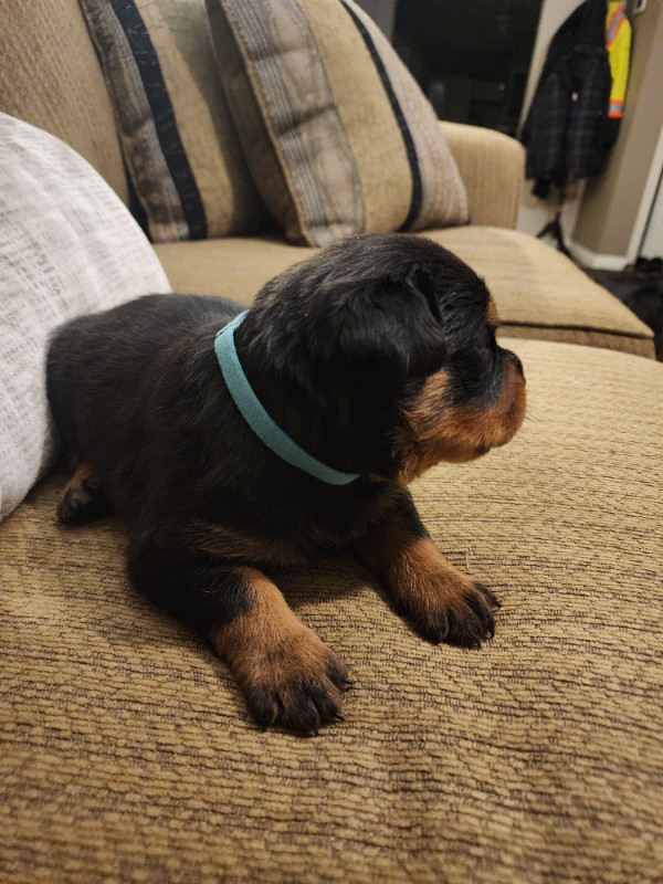 Pure bred Rottweiler puppies *only 1 male left... in Dogs & Puppies for Rehoming in Prince George - Image 2