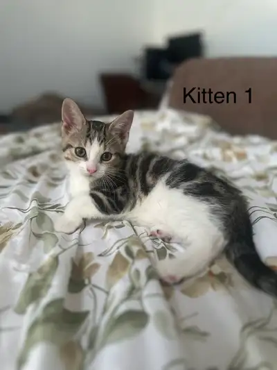 Rehoming Kittens, View more