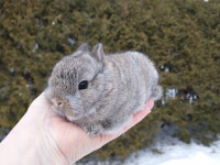 EXTRAORDINARY Netherland dwarf, Holland lop, Lionhead, mini rex Cornwall Ontario Preview