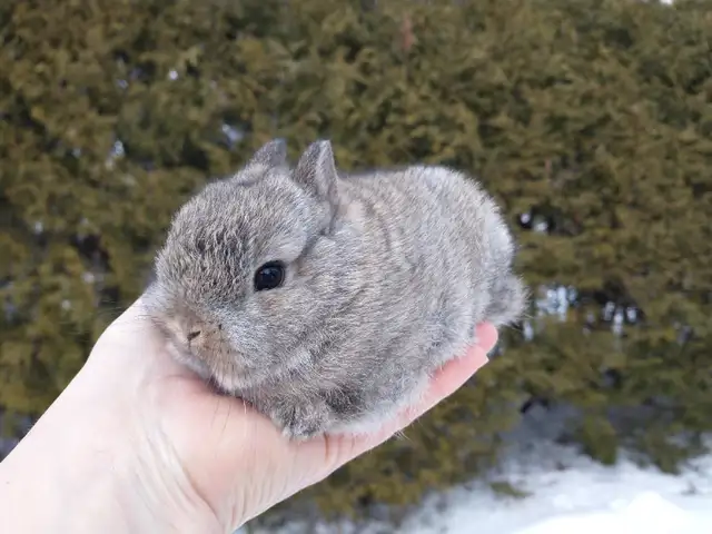 EXTRAORDINARY Netherland dwarf, Holland lop, Lionhead, mini rex in Small Animals for Rehoming in Cornwall - Image 2