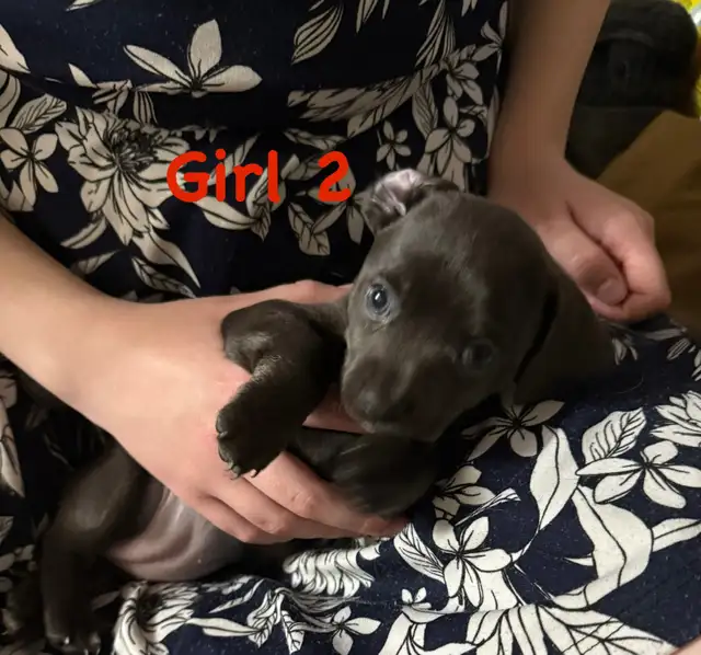 Cutest Chihuahua/ Min pin cross puppies in Dogs & Puppies for Rehoming in Cambridge - Image 8