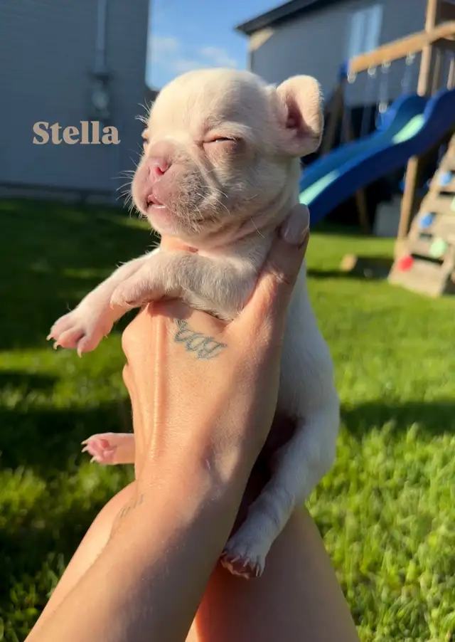 Bulldog francais CKC Registered puppy’s are here ‼️ in Dogs & Puppies for Rehoming in City of Montréal - Image 10