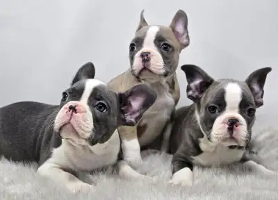 FRENCHTON PUPPIES, View more
