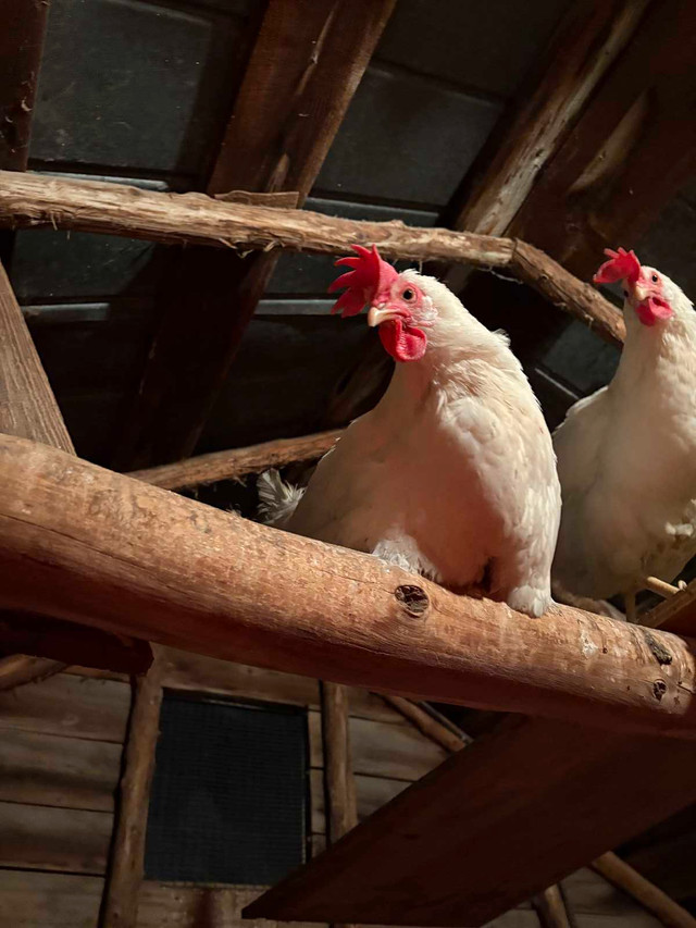 laying hens  in Livestock in Cornwall - Image 3