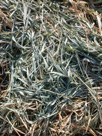 Grass or Alfalfa Hay $100-$150