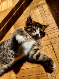 Gorgeous Polydactyl Maine Coon Mixed Kittens
