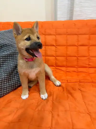 Purebred Shiba Inu puppies, View more