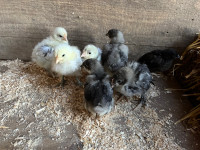 Blue/black/splash copper maran chicks 