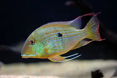 Strictly Fish in Stock , View more