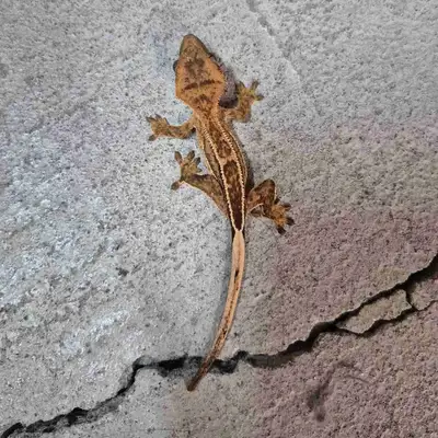 2 bébés geckos à crête, View more