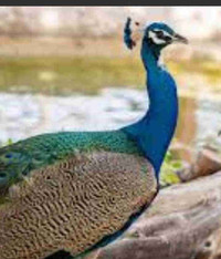 Dozen Peacock hatching eggs
