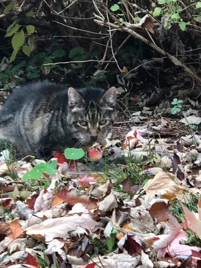 Chat trouvé, View more