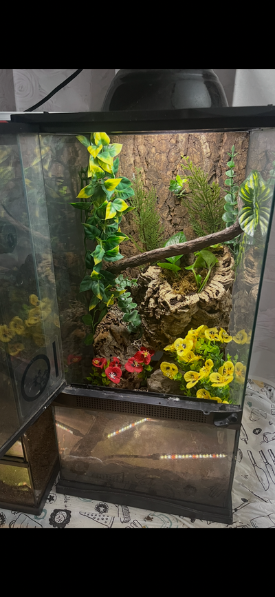 2. hawaiian mourning gecko With 12x12x24 paludarium, View more