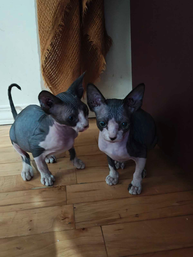 chatons de race fermeture d'élevage dans Chats et chatons à adopter  à Laurentides - Image 3
