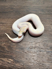 Ball python sale need gone