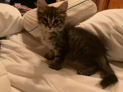 Stunning Maine Coon Kittens for Sale!, View more