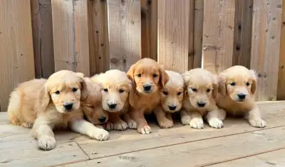 Purebred golden retriever puppies, View more