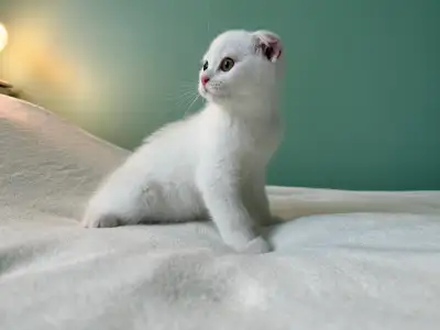 Scottish Fold Kitten Raised in our home with love, care, and children, they are incredibly friendly,...