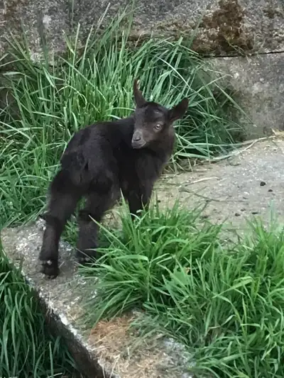 Nigerian Dwarf Doelings, View more