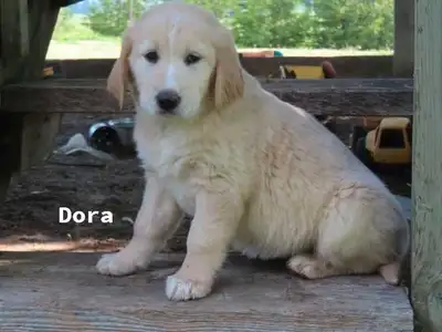 Golden retriever mix, View more
