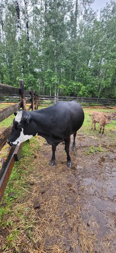 Casually considering selling this lady and her calf. Very friendly cow loves her scratches/ grain. W...