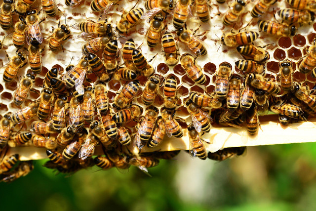 Nuclei - abeilles locales dans Autres animaux à adopter  à Ville de Montréal - Image 3