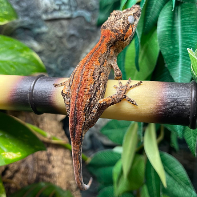 Gecko Gargouille Juvénile dans Reptiles et amphibiens à adopter  à Ville de Montréal
